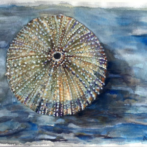 Seeing Urchin 2019 (14″ x 10″ Watercolor)