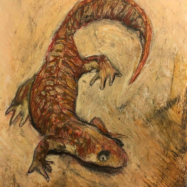 Annie MacDonald, "Nervous Newt", charcoal and pastel on paper, 22cm x 28cm, 2020. Image courtesy of artist.
