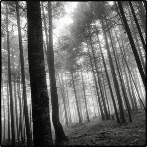 A black and white photograph of a stand of trees. The tall trunks, limbless almost to the top, fade into the distance, transition from a deep shadowed back to a misty white as they recede.